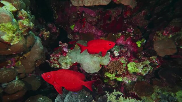 underwater world with this captivating footage. Witness two striking red Bigeye fish likely Priacanthus hamrur or Cardinalfish gracefully navigating a vibrant coral reef teeming with life and rich col
