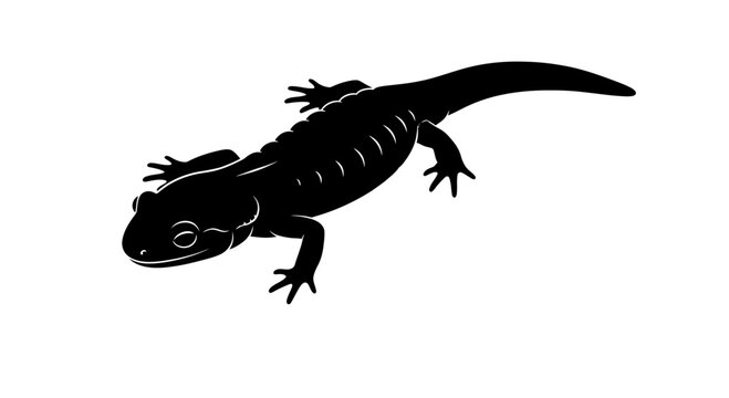 Black Salamander Silhouette illustration isolated on white background, amphibian reptile reptile