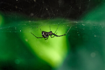 Makro fotografia czarnego pająka zwisającego na pajęczynie. Wyraźna sylwetka drapieżnika na tle soczystej, rozmytej zieleni. Detale sieci i mroczny, fascynujący klimat mikroświata. © Henryk Niestrój
