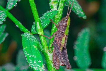 Makro fotografia brązowego konika polnego na zielonych liściach pokrytych poranną rosą. Wyraźne detale owada i kropli wody. Świeży, naturalny portret dzikiej przyrody w ogrodzie lub na łące. © Henryk Niestrój