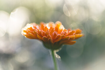 Zbliżenie na pomarańczowy kwiat z kropelkami rosy w porannym słońcu. Miękki bokeh, złota godzina i świeżość natury. Makro fotografia ogrodowa pełna światła i letniego blasku. © Henryk Niestrój