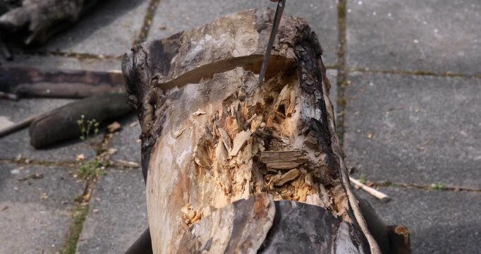 Woodworking carving, crafts-person digging tree trunk using hammer and chisel