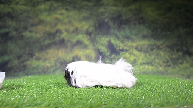 meerschweinchen tier natur nager laufen rennen