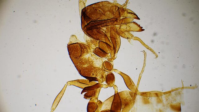 Close up ant anatomy showing chitin exoskeleton under microscope. Macro photograph of ant's body. Detailed view of insect's anatomy, showing its exoskeleton. Scientific for biology or entomology study