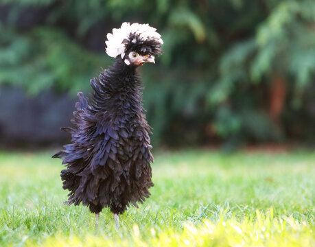 Poultry Farming And Heritage Breeds Holand Polish Chicken Standing On Grass In Sunlight Representing Sustainable Agriculture And Ethical Animal Husbandry Practices