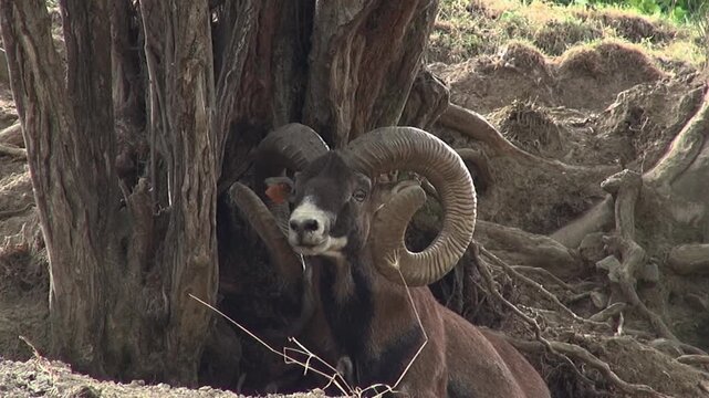 Billy goats buck Ibex Markhor face horns looking trees animal mammal close