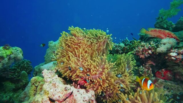 underwater shot capturing the symbiotic relationship between a vibrant orange and white clownfish Amphiprioninae and its host anemone Radianthus magnifica amidst a colorful coral reef.