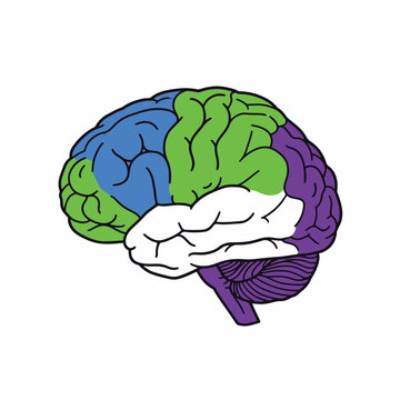 Colorful Brain Illustration Showing Different Regions.