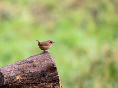 troglodite little jenny wren bird posing on a log plain background