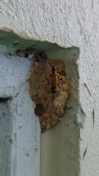 Vertical video. Close Up View Of Mud Dauber Wasp Building Nest On Wall Corner Using Wet Soil Pellets, Time Lapse Insect Construction Behavior And Natural Architecture Process In Warm Outdoor Light