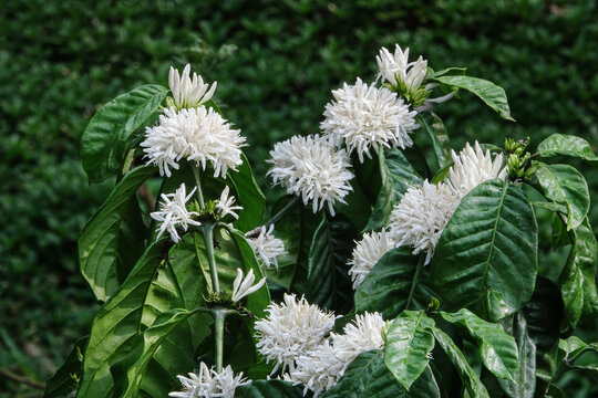 Coffee flowers close up