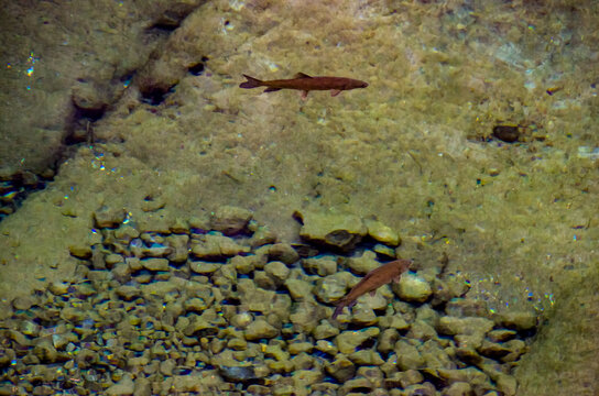 El barbo ib&eacute;rico (Luciobarbus comizo) es una especie de pez de aletas radiadas perteneciente a la familia Cyprinidae