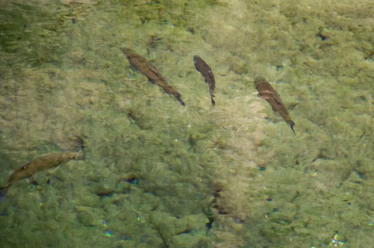El barbo ib&eacute;rico (Luciobarbus comizo) es una especie de pez de aletas radiadas perteneciente a la familia Cyprinidae