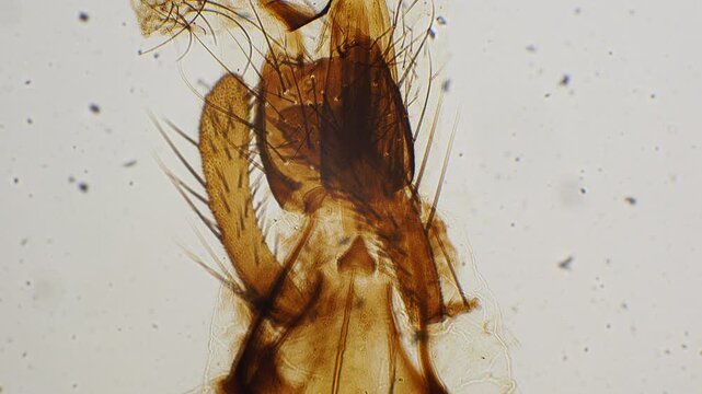 House Fly Mouth Under Microscope. Microscopic view of insect part. Scientific, biological, and analytical. The head of a housefly under a microscope. Housefly mouth part whole mount.