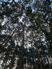 Fototapeta premium Looking Up to the Sky: Dense Evergreen Forest Canopy and Sustainable Nature Background