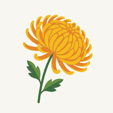 Chrysanthemum flower side view. Stylized flat design vector illustration. Yellow and orange floral botanical element