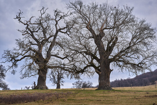 Oak meadow in early spring