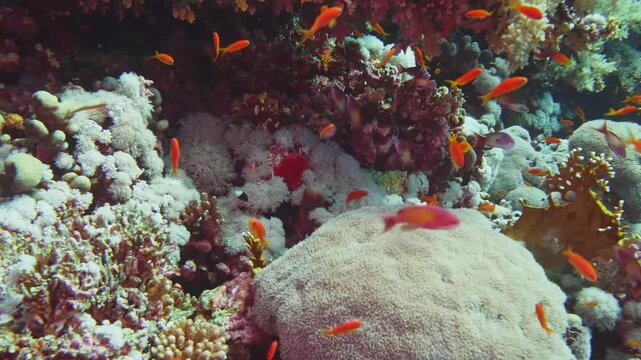 Underwater footage showcasing a thriving coral reef teeming with diverse and colorful tropical fish, including schools of anthias, swimming amidst healthy hard and soft corals.