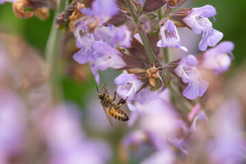 A bee hovers among purple garden sage flowers, collecting nectar and pollen in a soft, blurry close-up. A warm summer scene that highlights pollination, nature, gardening and the serene biodiversity © Franco Tognarini