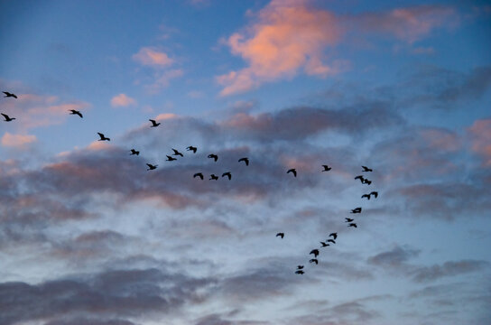 Bandada de p&aacute;jaros volando en formaci&oacute;n sobre la desembocadura del r&iacute;o Serpis en Gand&iacute;a