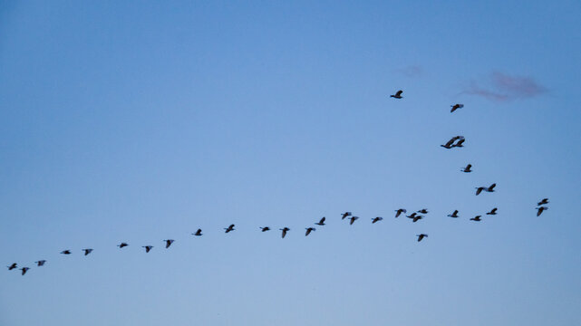 Bandada de p&aacute;jaros volando en formaci&oacute;n sobre la desembocadura del r&iacute;o Serpis en Gand&iacute;a