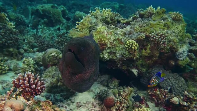 A close up underwater shot of a majestic Giant Moray Eel Gymnothorax javanicus peeking out from its coral reef hideaway, surrounded by colorful corals and tropical fish