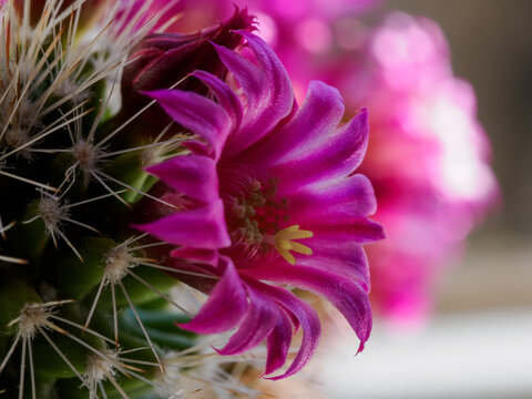 Flowering mammillaria, a cactus plant at springtime