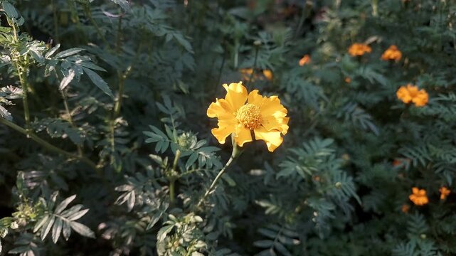 Stunning Marigold Flowers Close-Up 4K | Colorful Blooming Flowers Nature Footage UHD