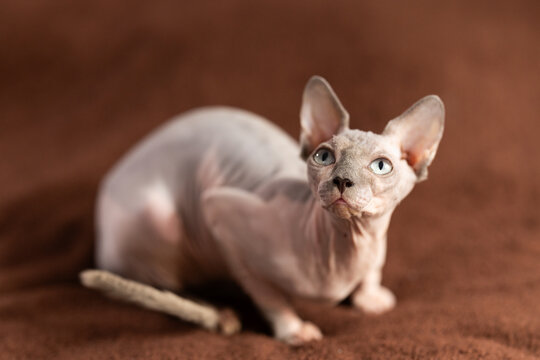 Animal, cat and sphinx concept - bald sphinx cat on on soft blanket