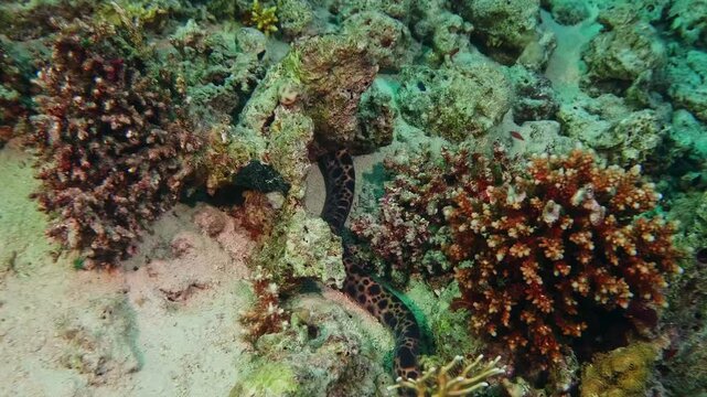 An underwater shot capturing a venomous yet generally docile Banded Sea Krait Laticauda colubrina gracefully navigating through a colorful and thriving coral reef ecosystem.