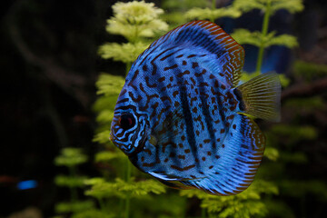 A vibrant blue discus fish with intricate dark patterns swimming in an aquarium, surrounded by green aquatic plants. © Raquel Pedrosa