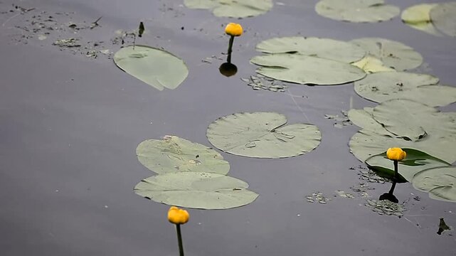 Yellow water lilies and green lads floating on a lake, birds singing background