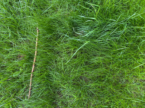 A stick lies on the green grass in the yard during the day in the summer season, lawn in the yard