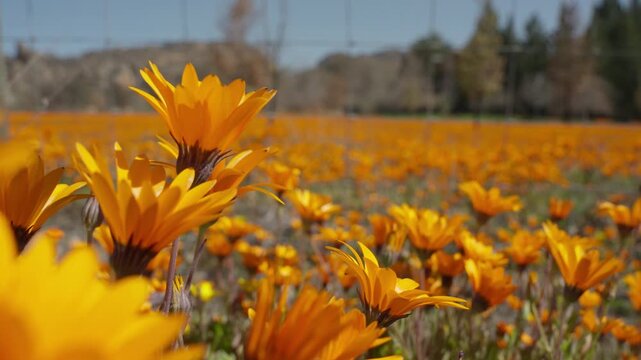 Slow Motion Low Angle Shot of Orange Wildflowers Blooming in Cederberg Wilderness, Fynbos Landscape South Africa