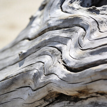 Weathered grey driftwood