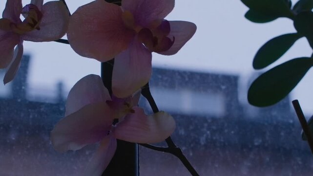 Snowing outside the window in Stockholm.