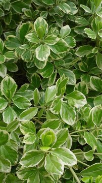 Euonymus plant with variegated leaves moving in wind, vertical format