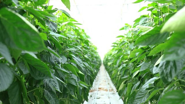 tilt down of narrow greenhouse aisle lined with lush green pepper plants 