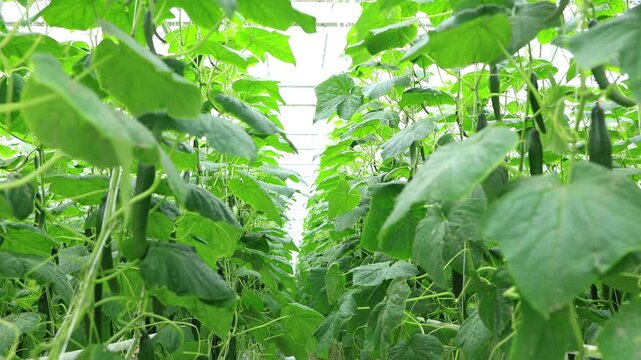 tilt down of narrow aisle lined greenhouse grown cucumber, Root substrate trench and the Pipe Rail track