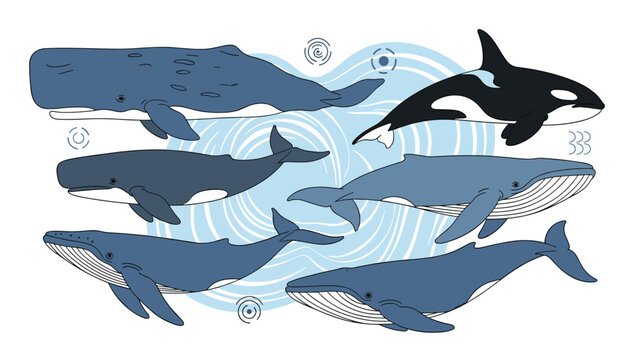 Diverse collection of whale species including the humpback and orca swimming together in deep blue ocean water.