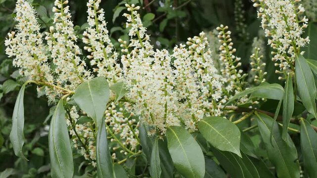 Prunus laurocerasus | Cherry laurel -  Laurel cherry - English laurel - Versailles laurel. Multi-stems shrub adorned with thick green shiny leaves and clusters of decorative small white flowers