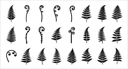 Black leaf icons, 20 ferns and fern fronds, vector graphics, botanical symbols, plant illustrations © Olivia