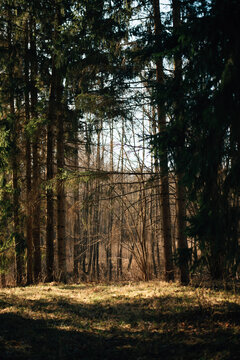 Pine forest in sunny spring weather