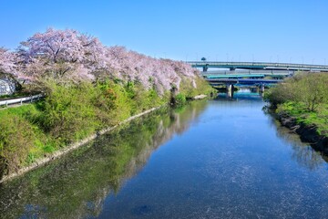 Fototapeta premium 清須市、五条川の桜並木