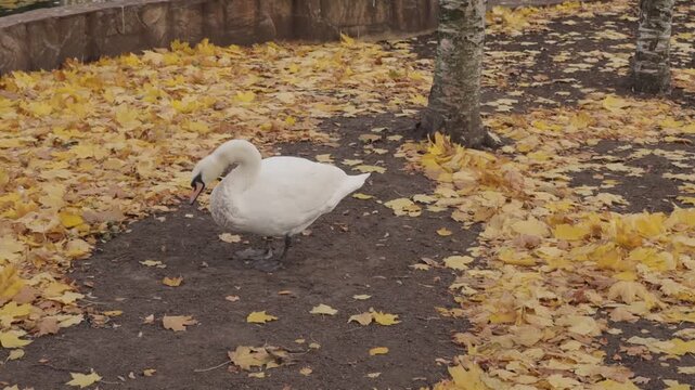 White swan stands on bare ground covered with yellow leaves beside tree trunks and stone border, forming a calm natural scene with soft seasonal colors and simple outdoor composition.