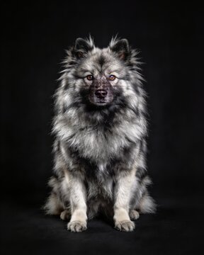 Deutscher wolfspitz. Keeshond or german spitz. Fluffy dog sits alert against black background