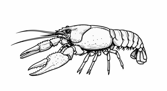 Detailed sketch of a crustacean with prominent claws and segmented tail
