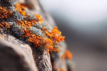 Fototapeta premium Close Up of Lichen on Rock Surface