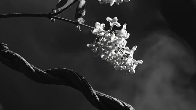 Black and white close-up of delicate white lilac blossoms with a textured vine against a dark background.