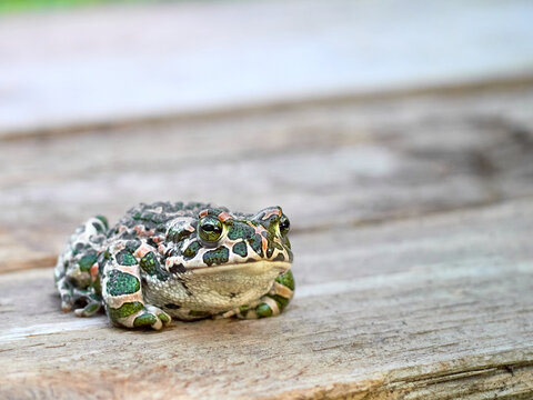 European green toad (Bufotes viridis) sitting on a wooden surface.